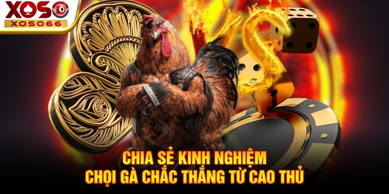 Chia sẻ kinh nghiệm chọi gà chắc thắng từ cao thủ Chia sẻ kinh nghiệm chọi gà chắc thắng từ cao thủ